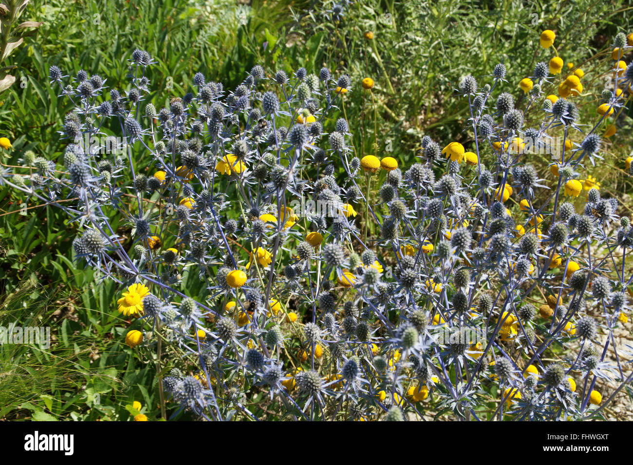 Eryngium Planum Blaukappe, Meer holly Stockfoto