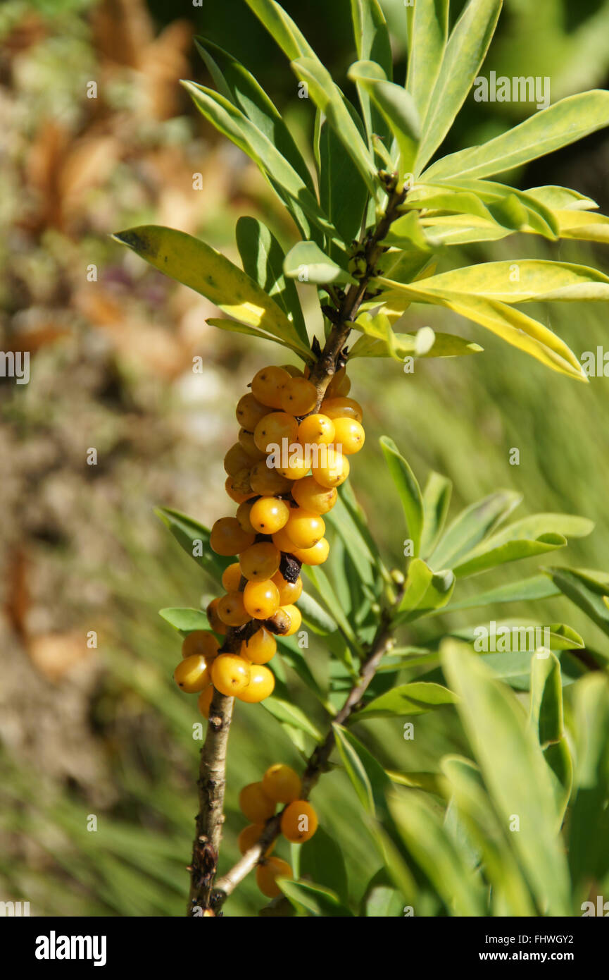 Daphne Mezereum, Seidelbast Stockfoto