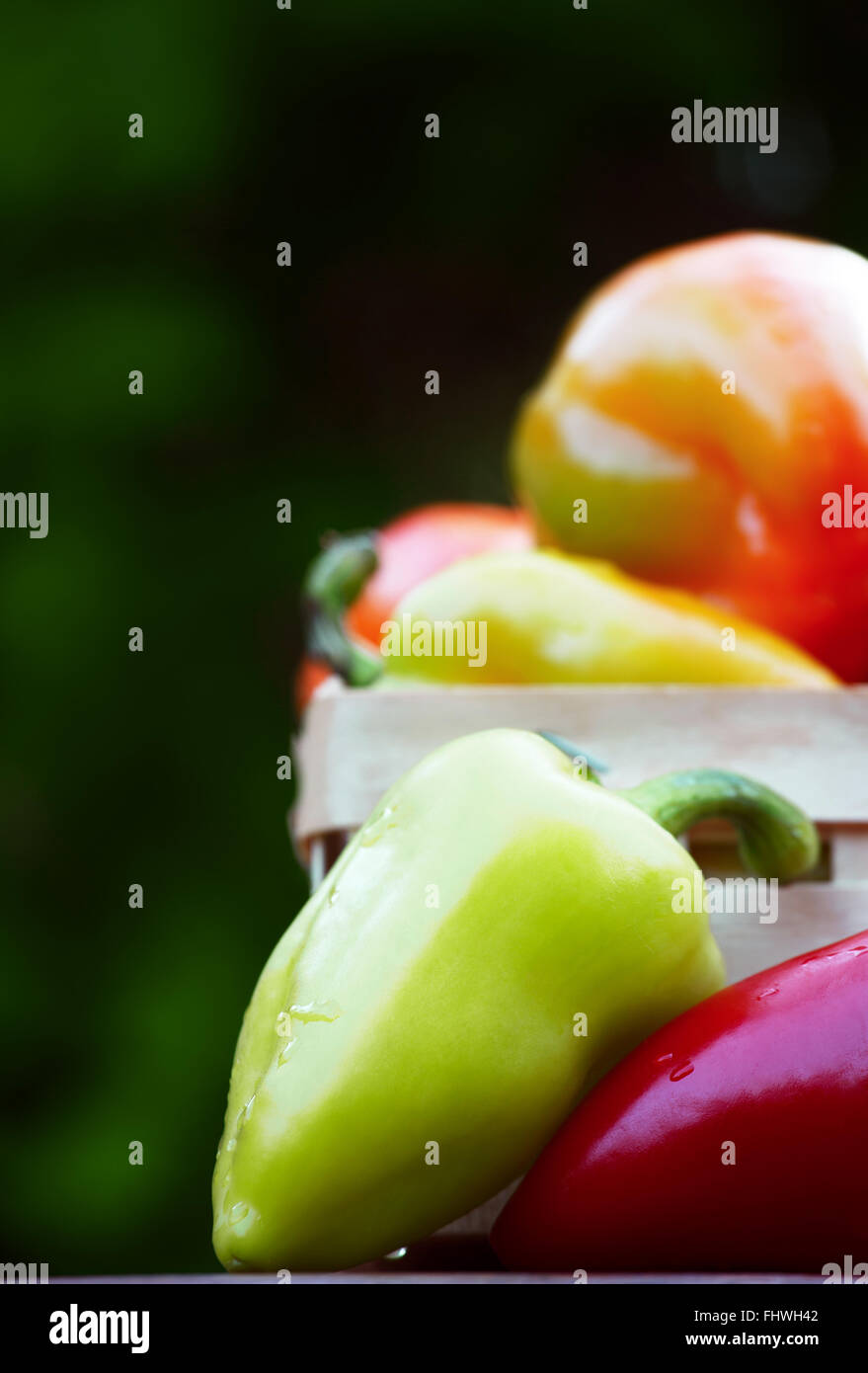 Bunte Reifen Erbstück Paprika auf dunkelgrünen Hintergrund Stockfoto