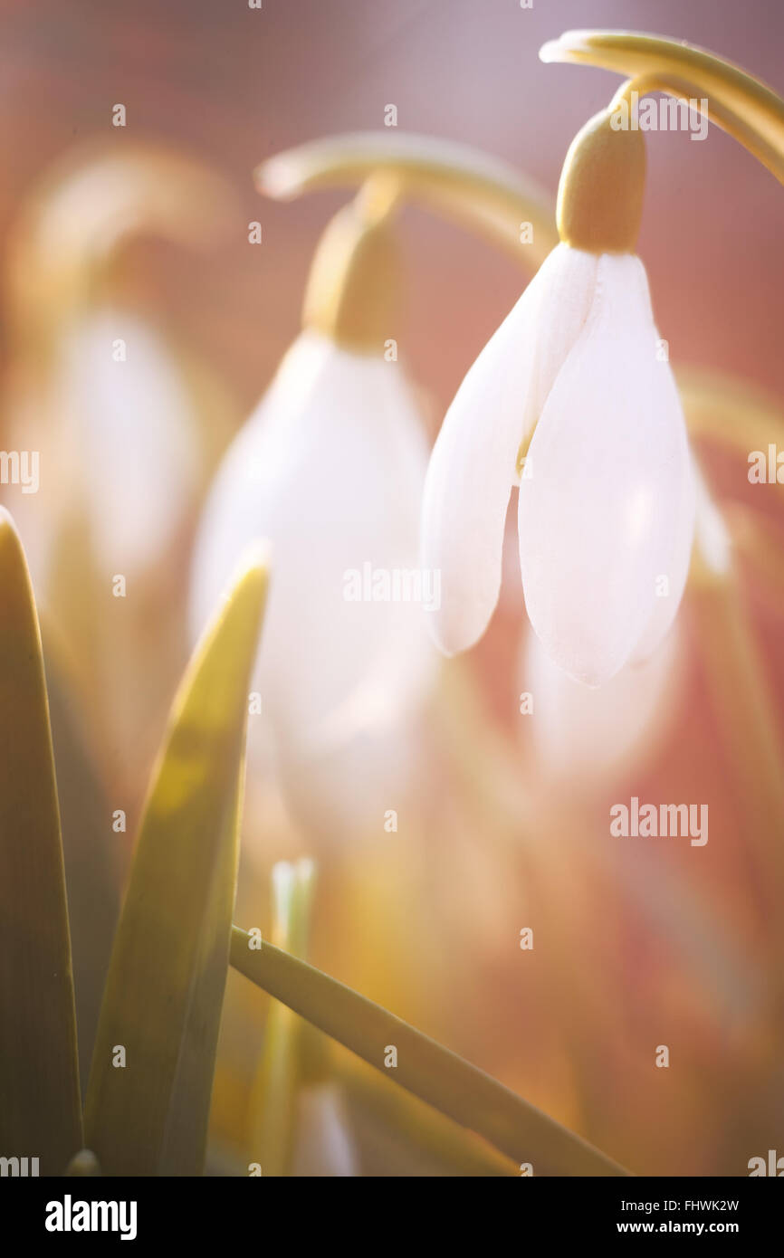 Saisonale Frühling Blumen Schneeglöckchen Hintergrundbeleuchtung Makroaufnahme Stockfoto