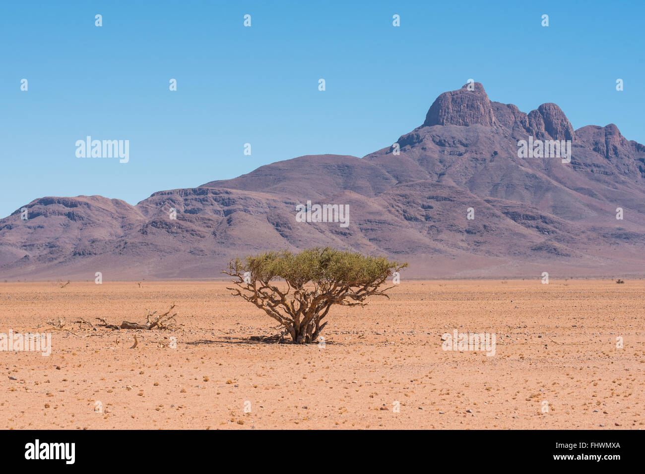 Malerische Landschaft von einem Schäferhund-Baum in der Namib-Wüste mit majestätischen Bergen im Hintergrund Stockfoto