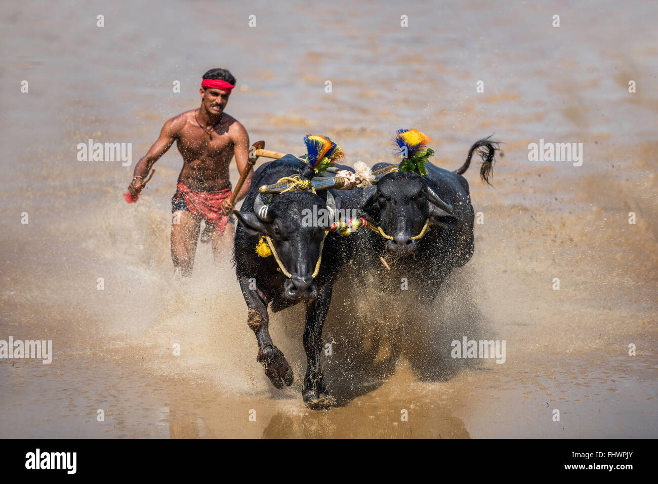 Büffel Rennen fest im westlichen Karnataka, Indien Stockfoto