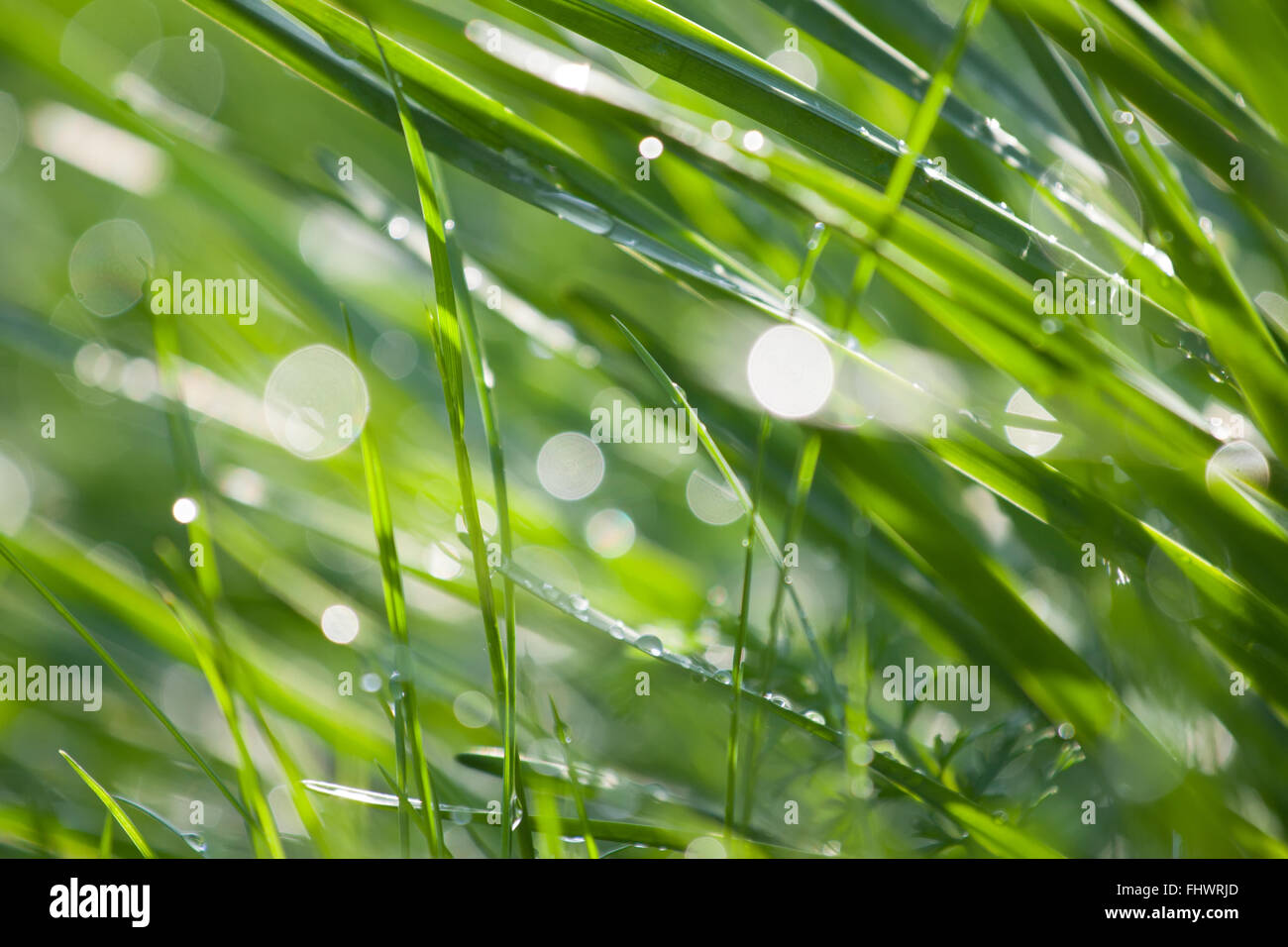 Abstrakte Makro Gras mit Licht Fackeln von Tautropfen Stockfoto