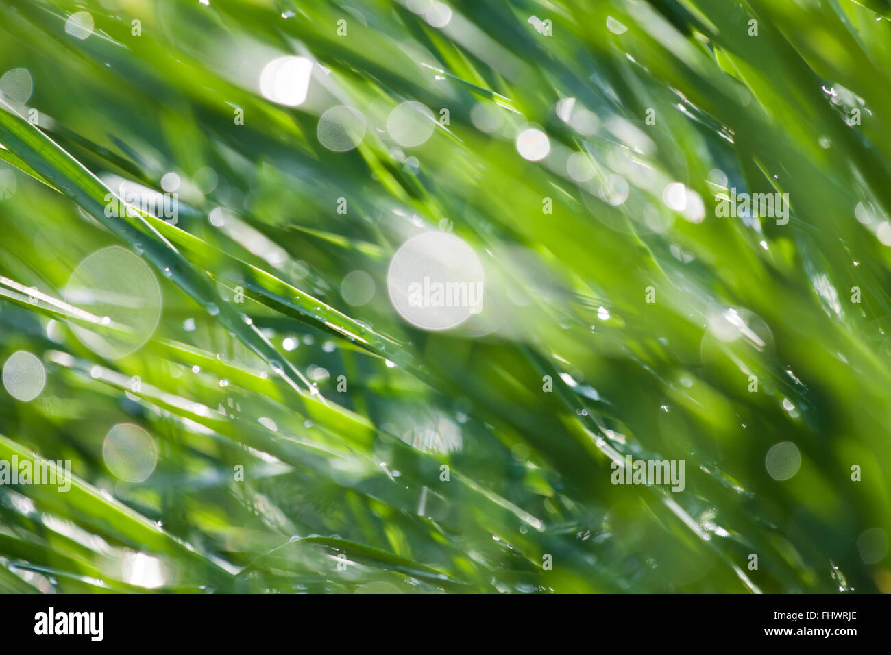 Abstrakte Makro Gras mit Licht Fackeln von Tautropfen Stockfoto