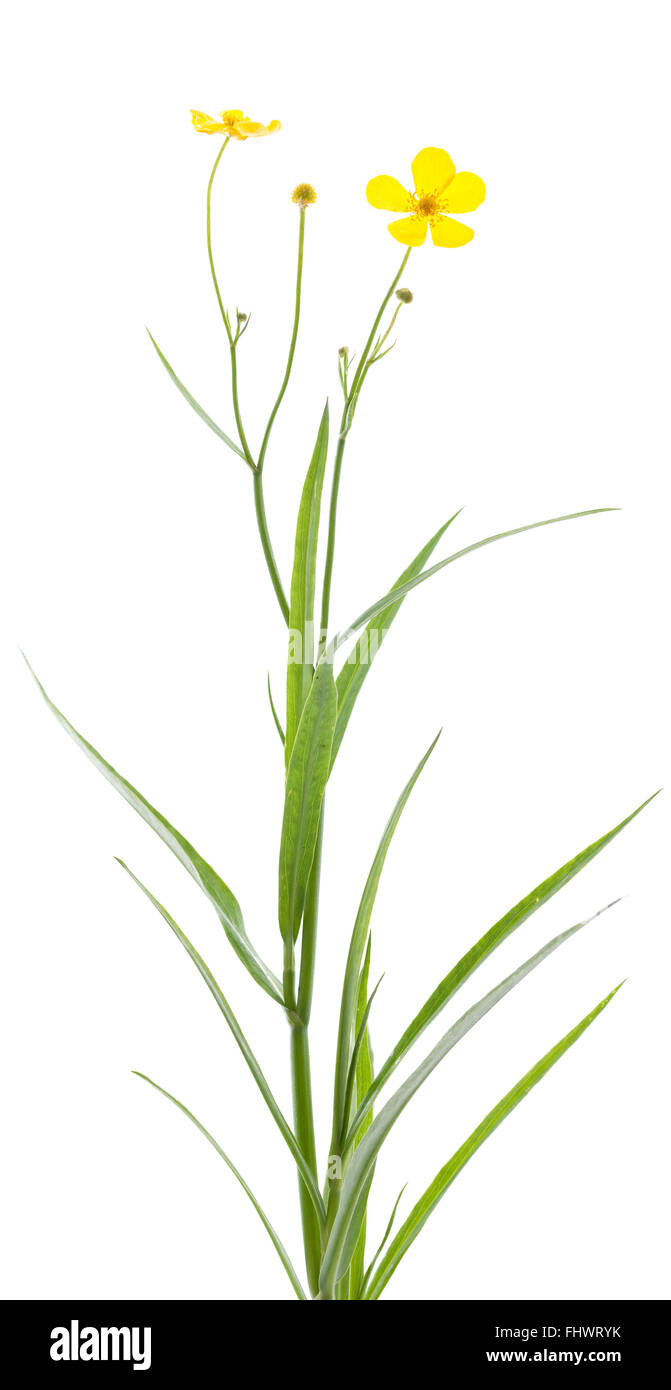 einzelne Blume (Ranunculus Lingua) auf weißem Hintergrund Stockfoto