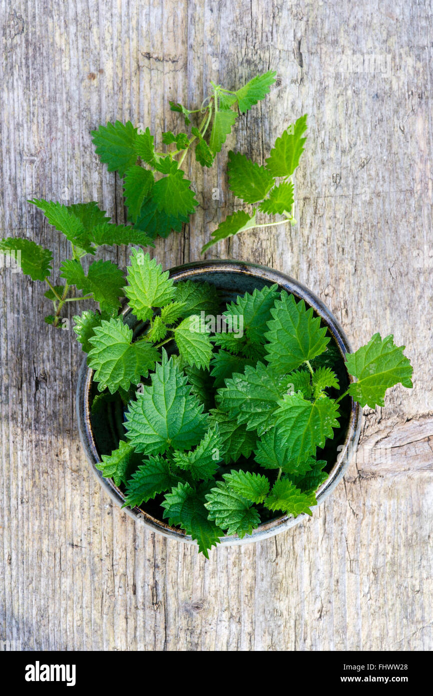 Showküche nahm Brennessel Blätter Urtica Dioca in Schüssel auf Holztisch Stockfoto