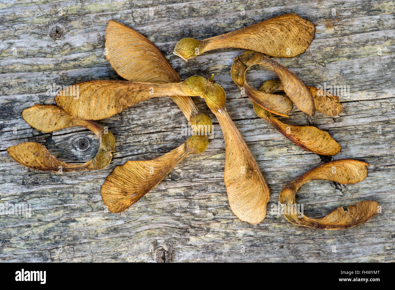 Bergahorn - Acer Pseudoplatanus Samen auf Holztisch. Stockfoto