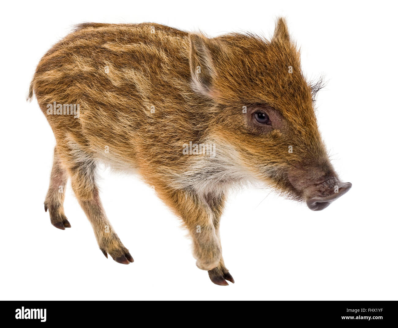 Junges Wildschwein Stockfoto
