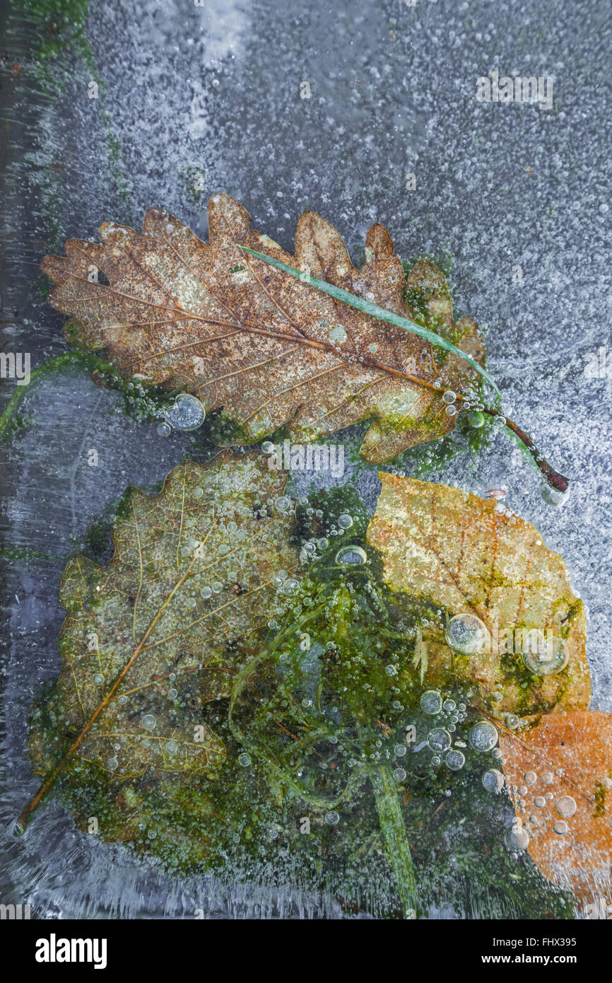 Blätter und Luftblasen im Eis. Stockfoto