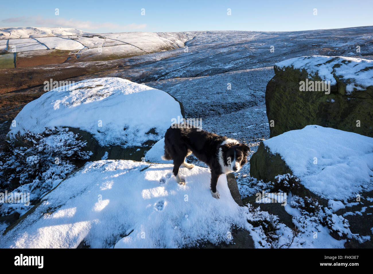 Border-Collie erkunden Schnee bedeckt Felsen auf den Hügeln in der Nähe von Glossop in High Peak, Derbyshire. Stockfoto