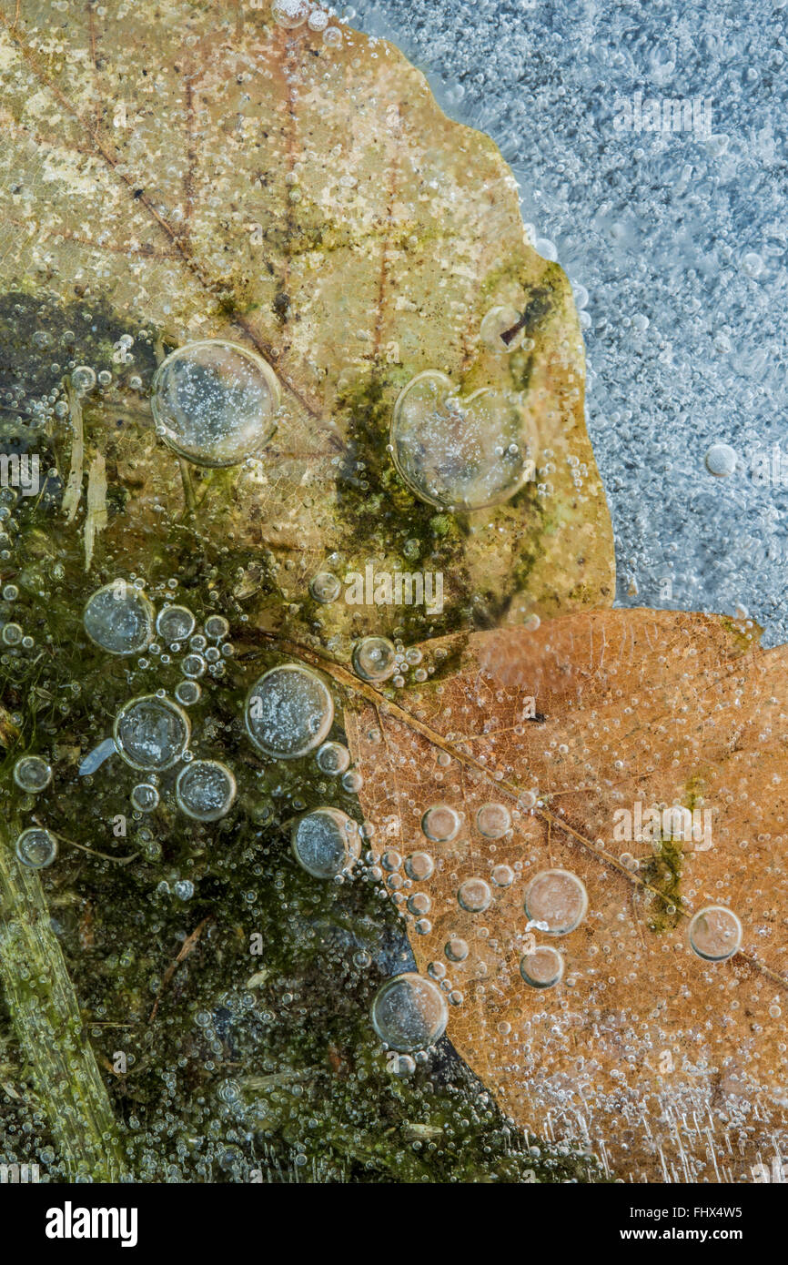 Blätter und Luftblasen im Eis. Stockfoto