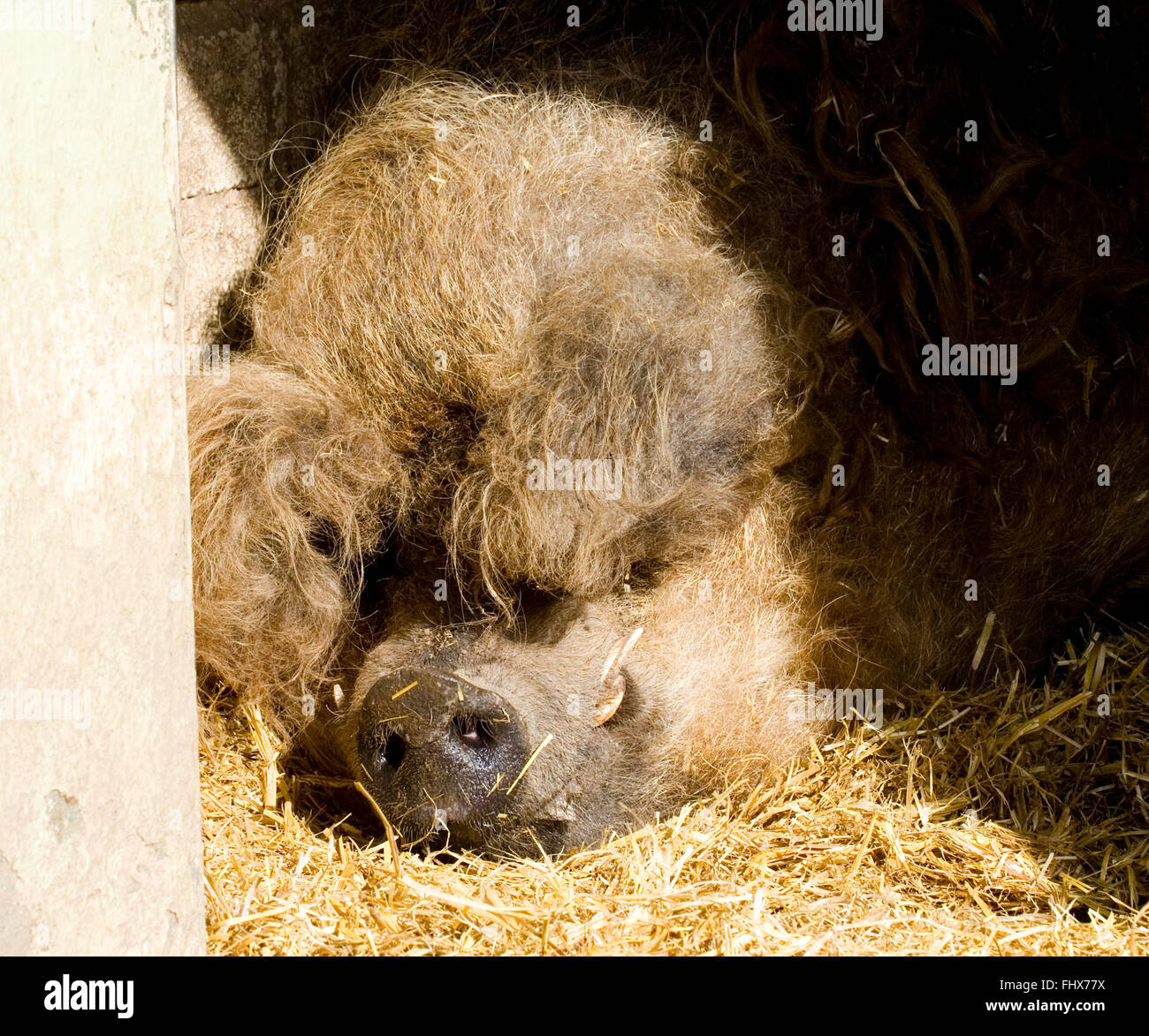 Das Mangalitza Schwein Stockfoto