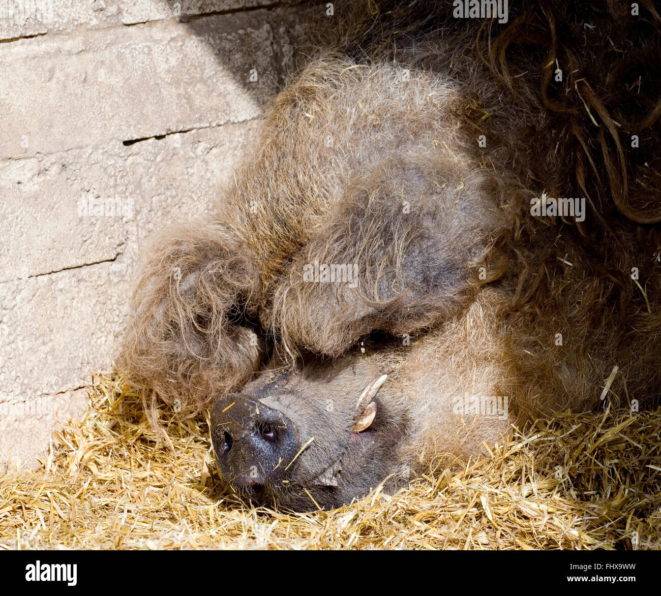 Das Mangalitza Schwein Stockfoto
