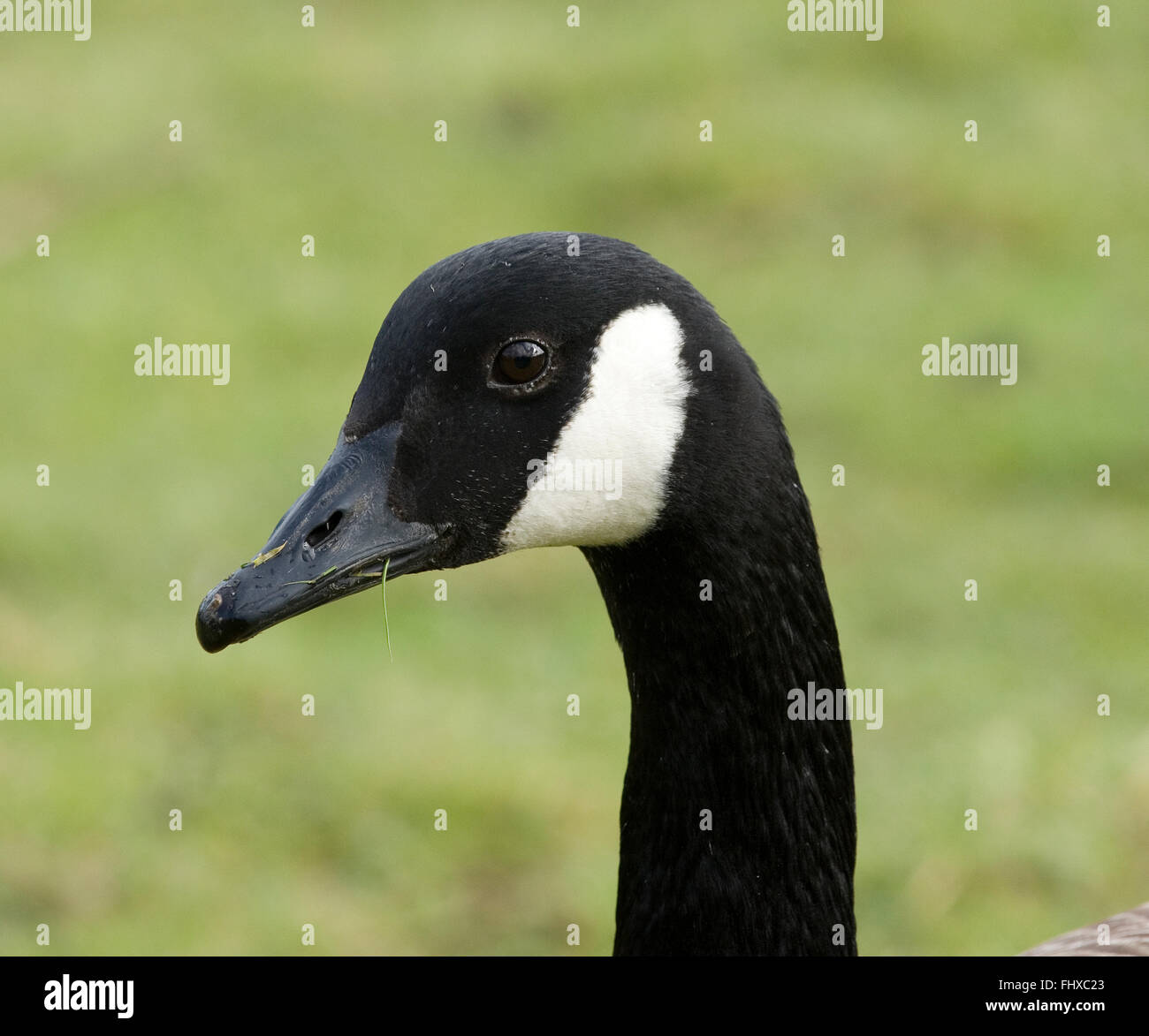 Kanadagänse Stockfoto