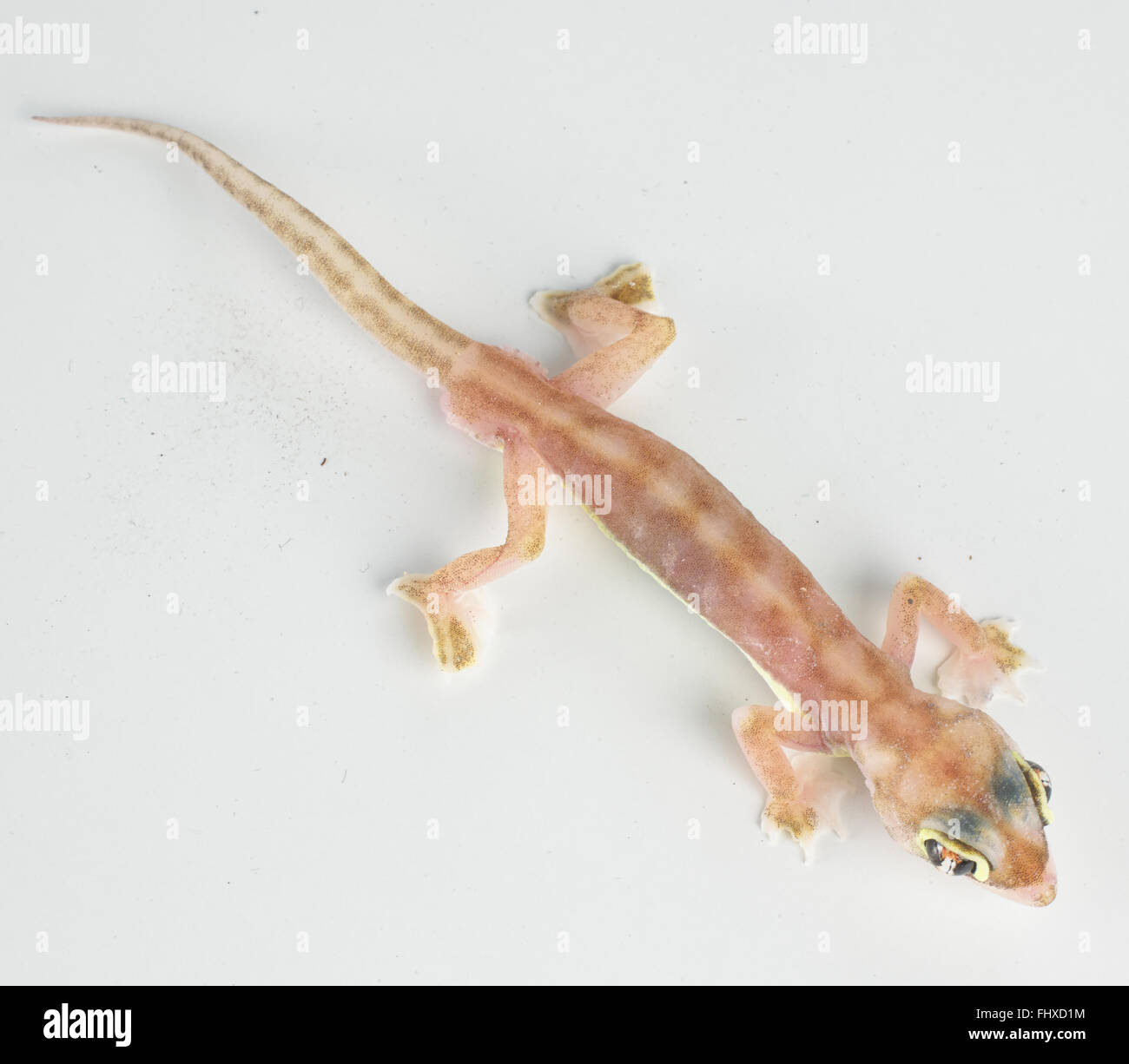 Footed Gecko (Palmatogecko Rangei) Stockfoto