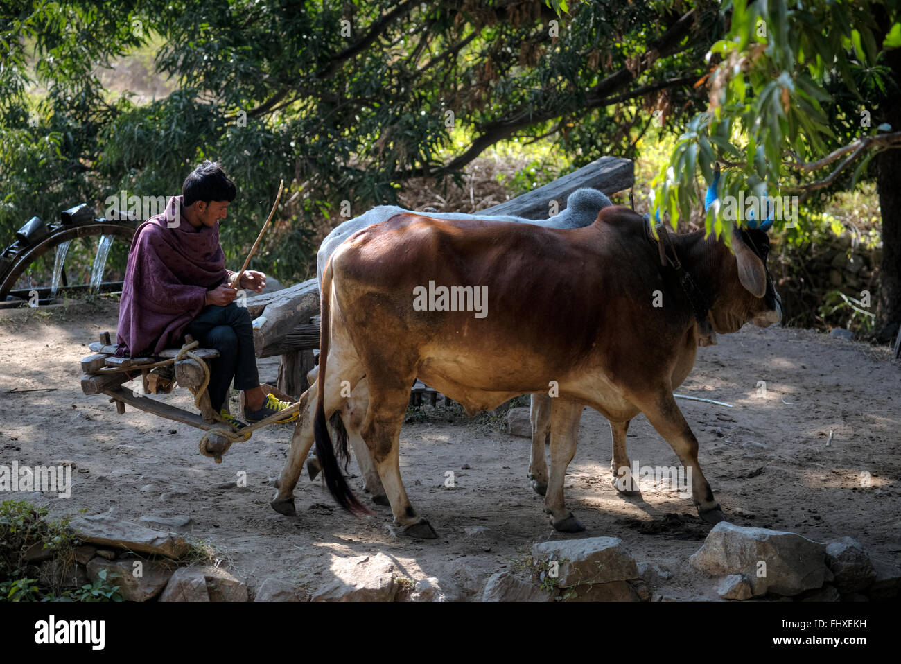 Bewässerungssystem mit Wasserpumpe, führen Sie mit Mann und zwei Stiere in Rajasthan, Indien Stockfoto