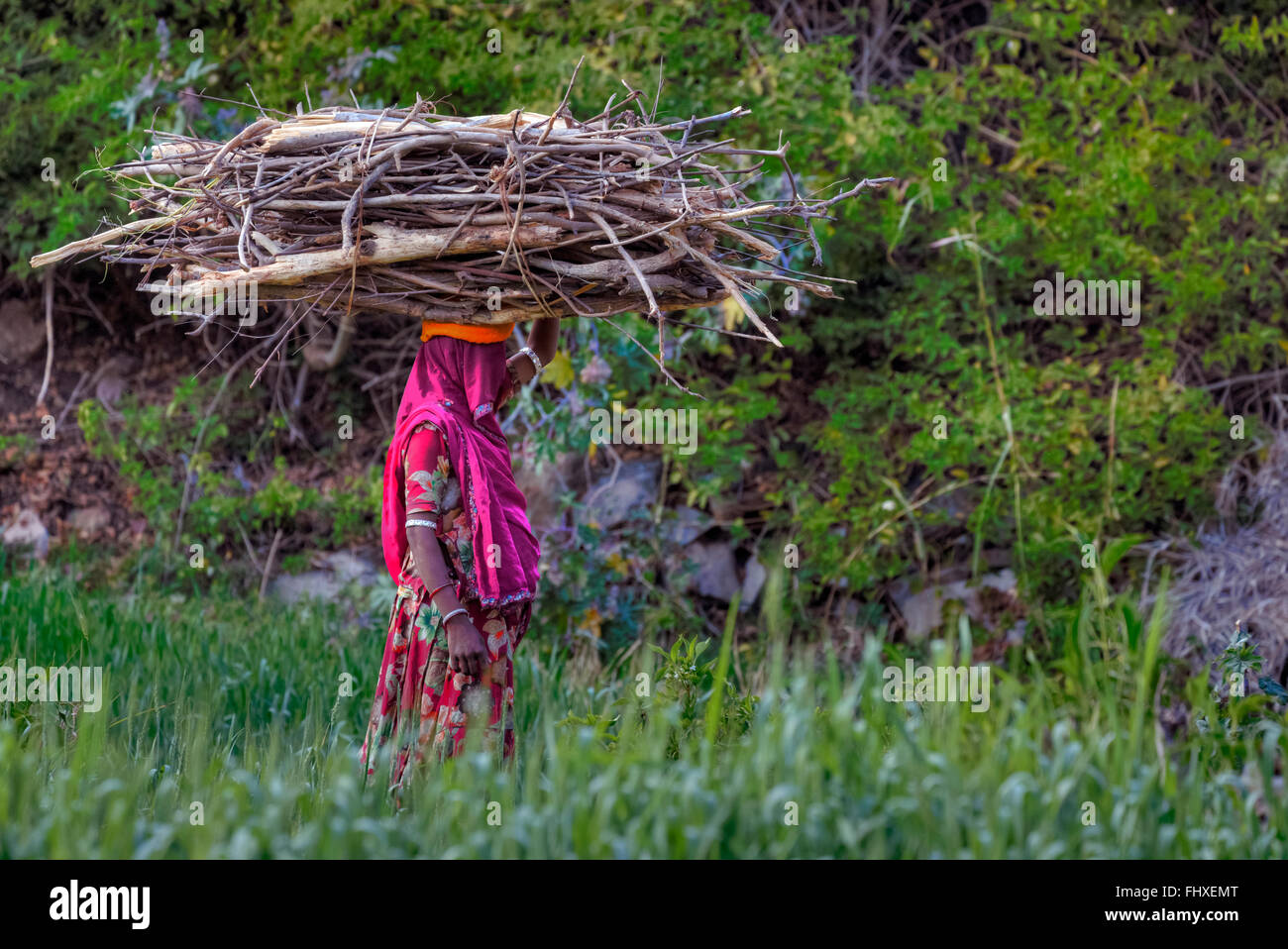 Frau mit Brennholz auf dem Kopf im ländlichen Rajasthan, Indien Stockfoto