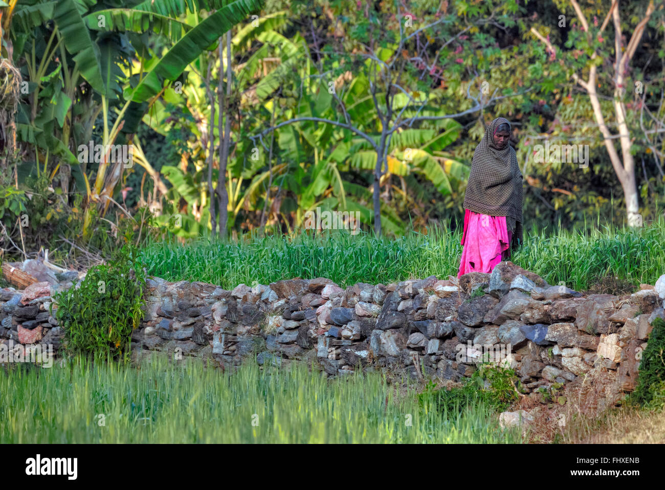 Frau in einem Weizenfeld im ländlichen Rajasthan, Indien Stockfoto