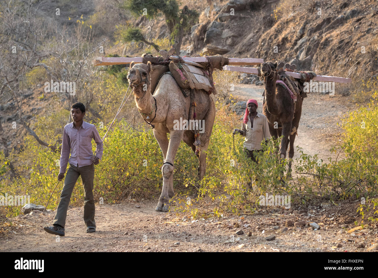 Kamele verwendet, um Verkehr Baumaterial in Rajasthan, Indien Stockfoto