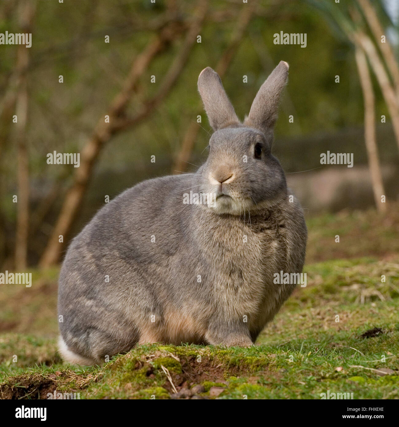 Hauskaninchen Stockfoto