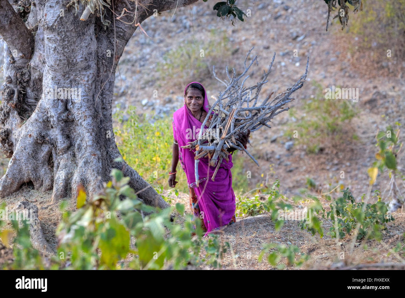 Frau mit Brennholz im ländlichen Rajasthan, Indien Stockfoto