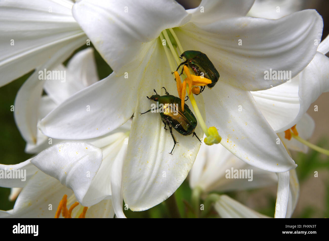 (Goldenen Käfer) [Goldie Käfer] (Cetonia Aurata) (Grüner Käfer) (Rose Chafer) (Cetonia Aurata) Essen weiße Lilien. Stockfoto