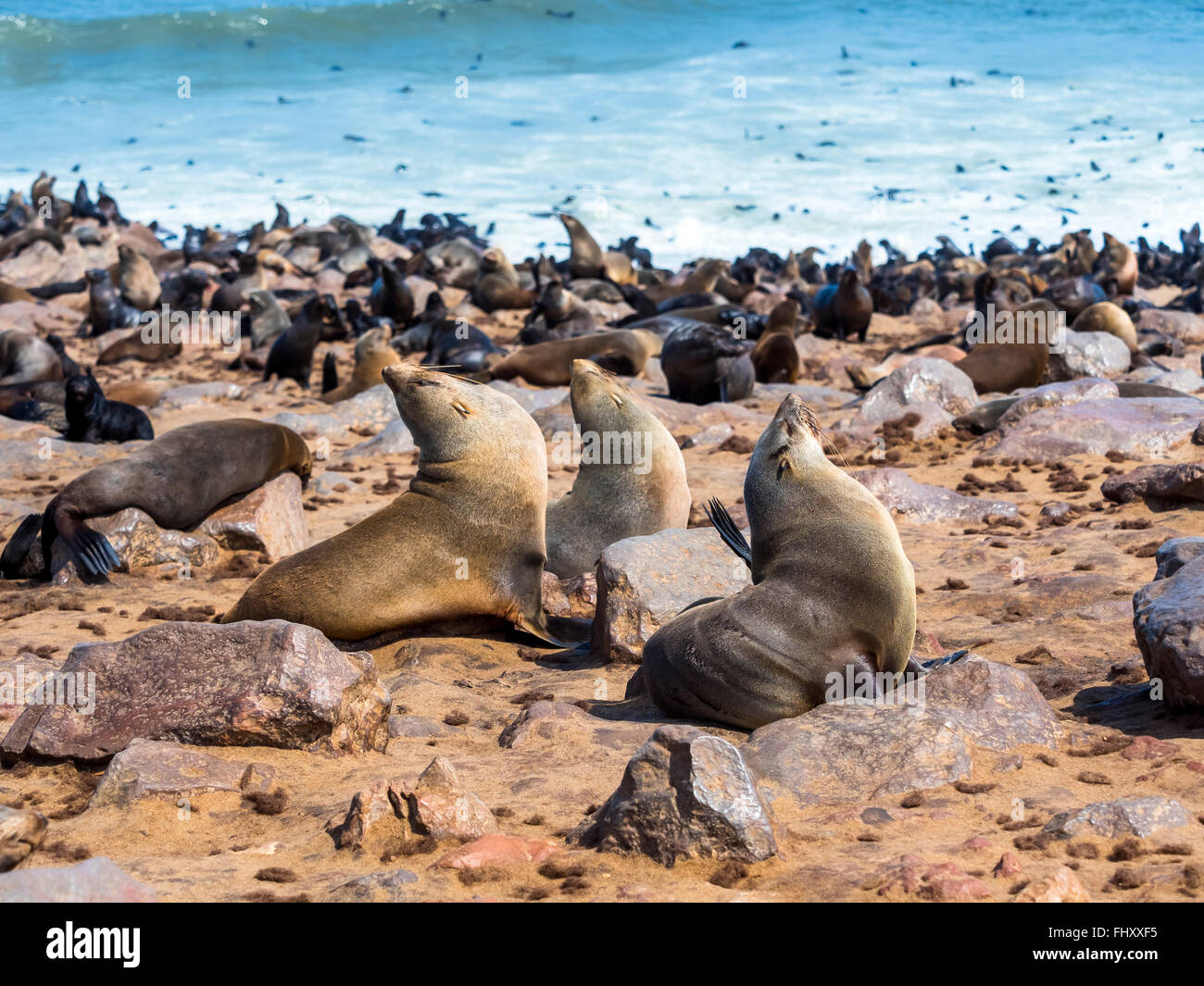 Namibia, Cape Cross, Robben, Arctocephalus percivali Stockfoto