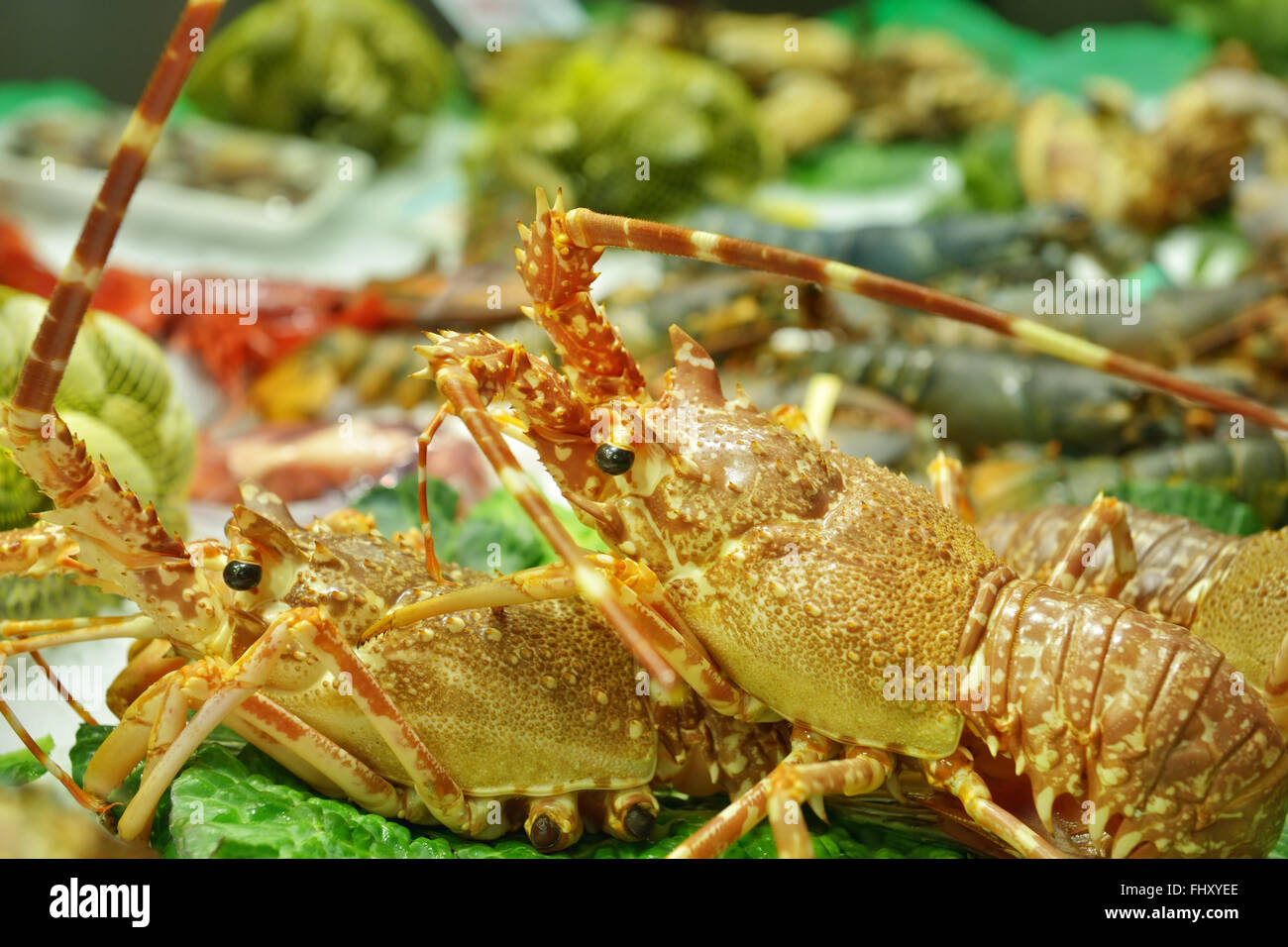 Lebendig Langusten auf Eis und Blätter Salat Stockfoto