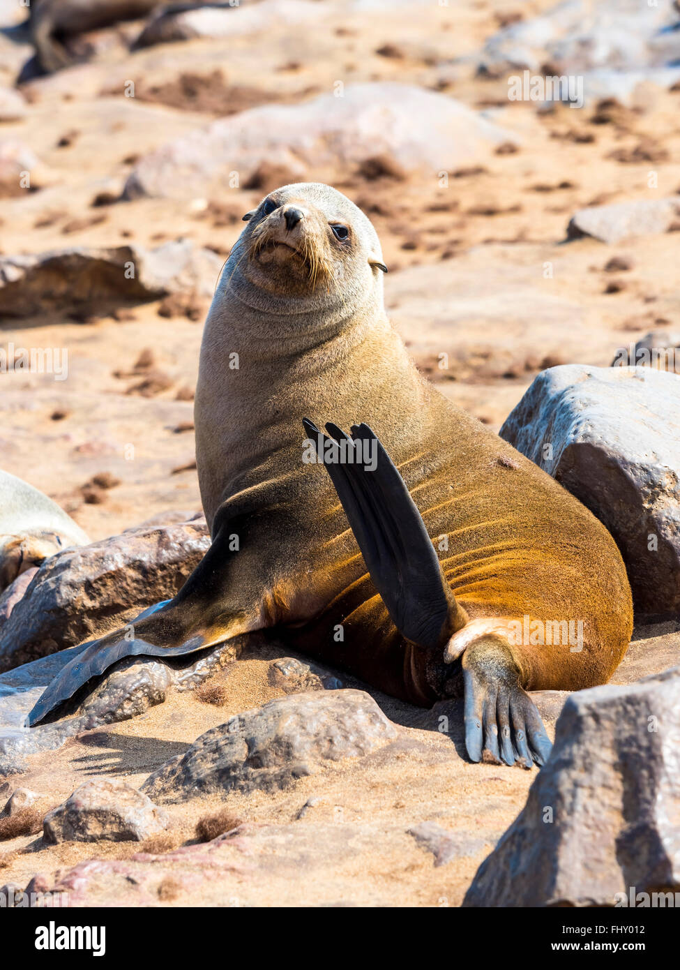 Namibia, Cape Cross, Kap Seebär, Arctocephalus percivali Stockfoto