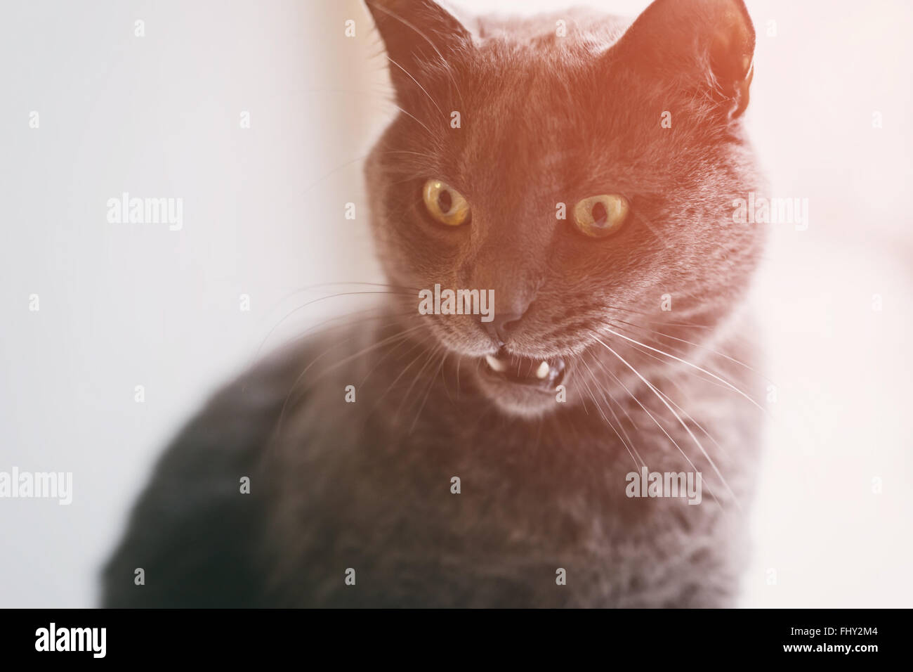 graue Katze verrückte Spaß Gesicht Stockfoto