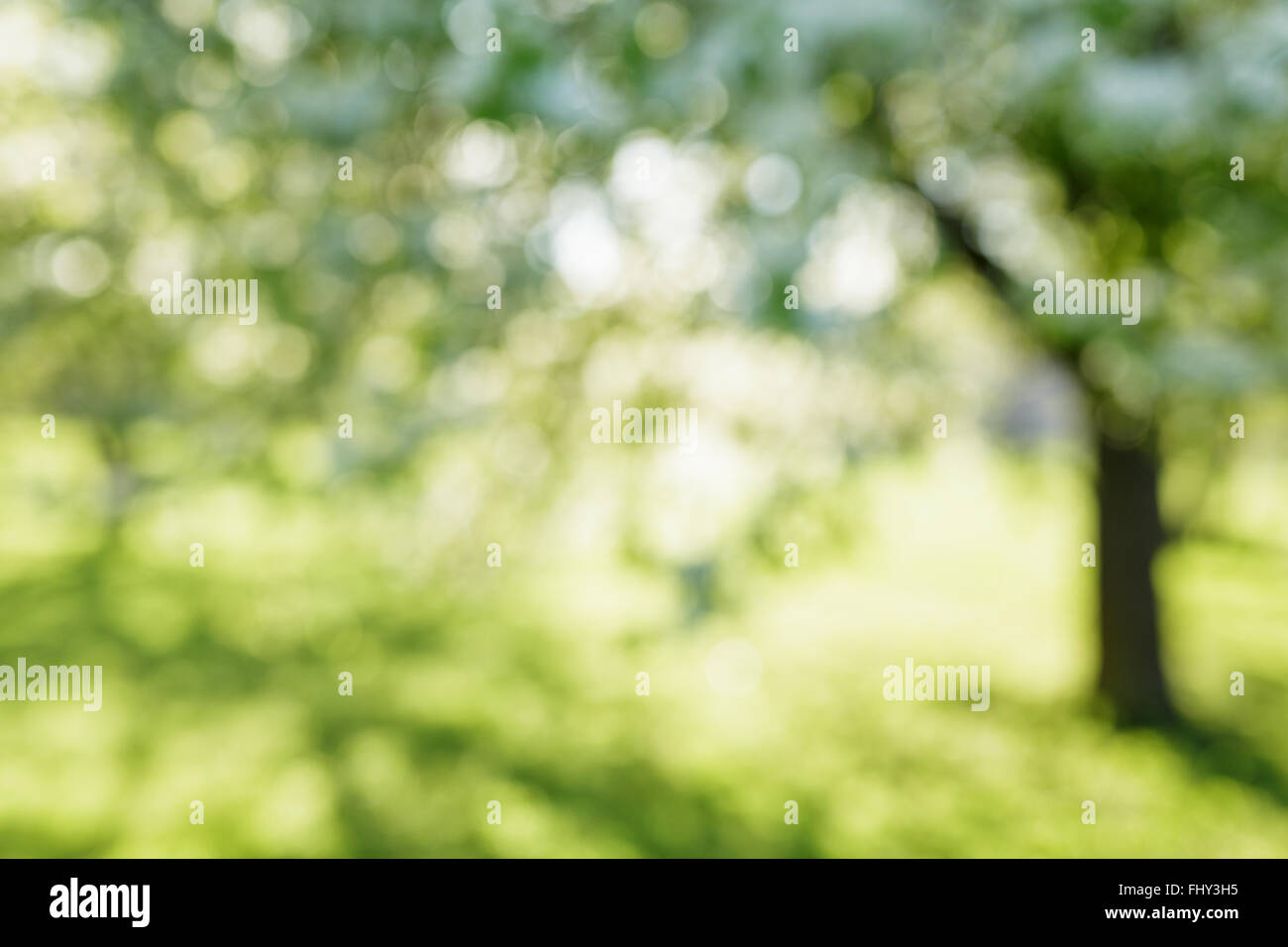 unscharfen Hintergrund der Apfelgarten Stockfoto