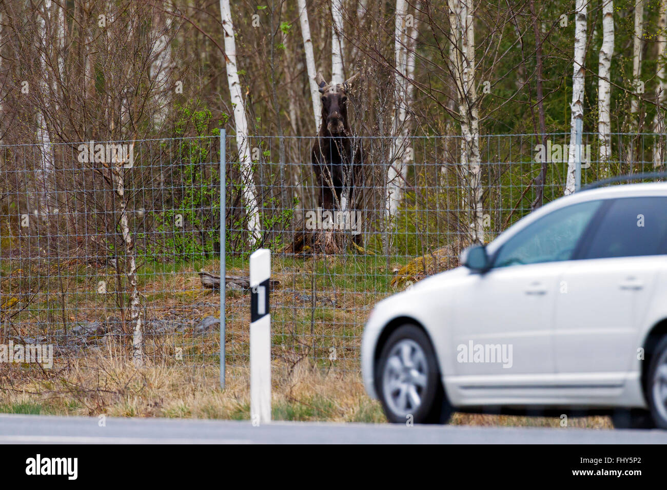 Elch / Elch (Alces Alces) Blick hinter schützenden Reh Zaun auf Auto auf der Straße vorbei Stockfoto