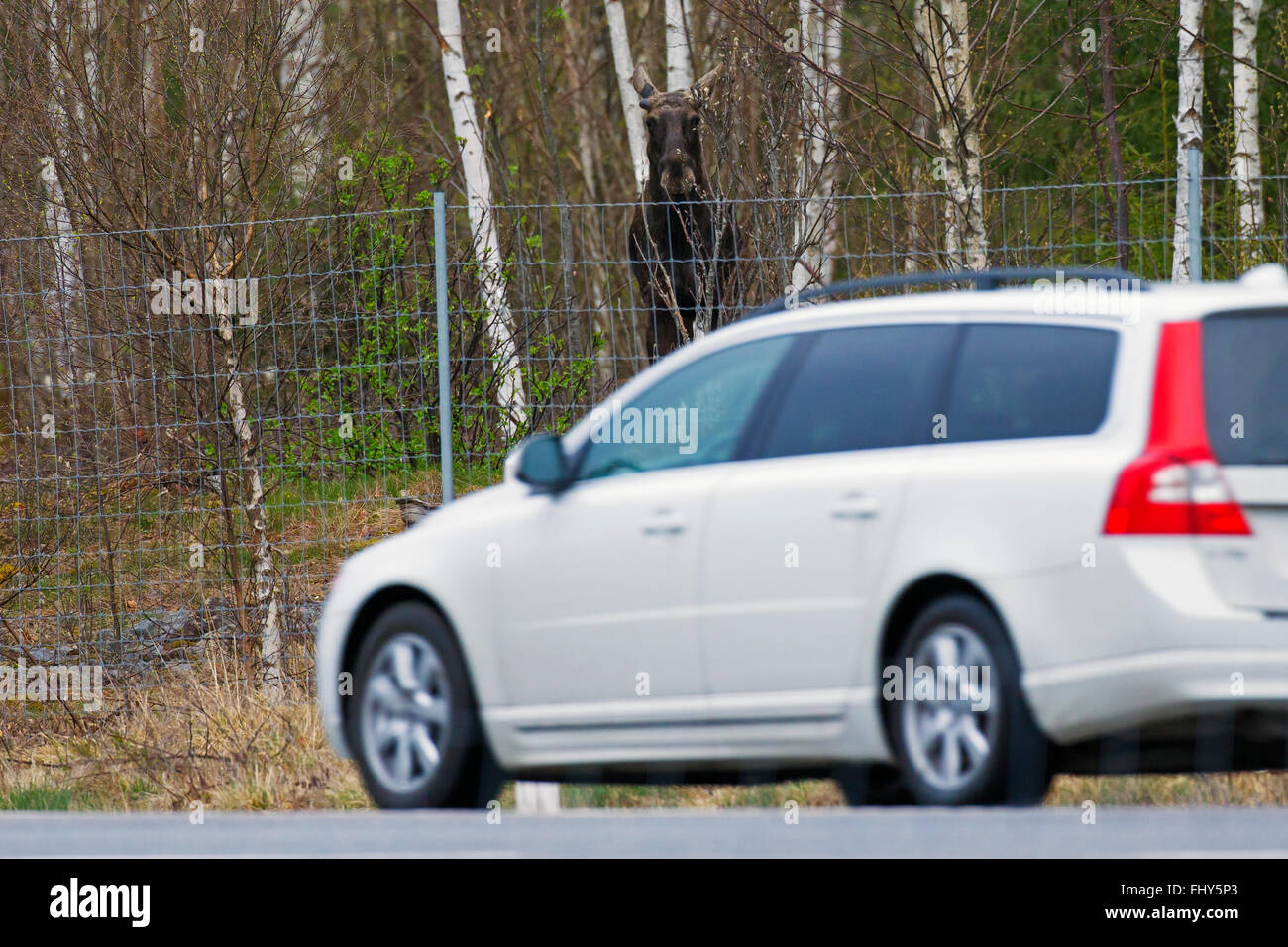 Elch / Elch (Alces Alces) Blick hinter schützenden Reh Zaun auf Auto auf der Straße vorbei Stockfoto