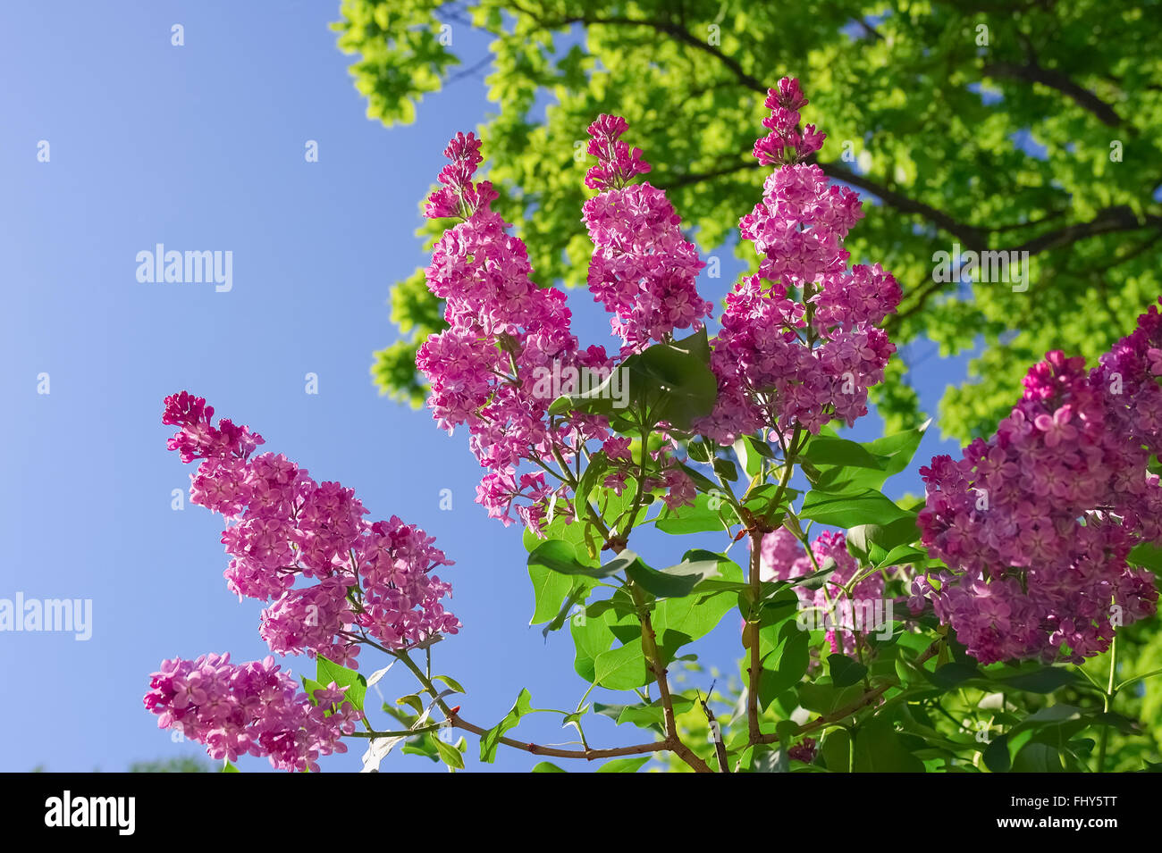 Zweig der lila lila Blüten mit grünen Blättern auf blauen Himmelshintergrund Stockfoto