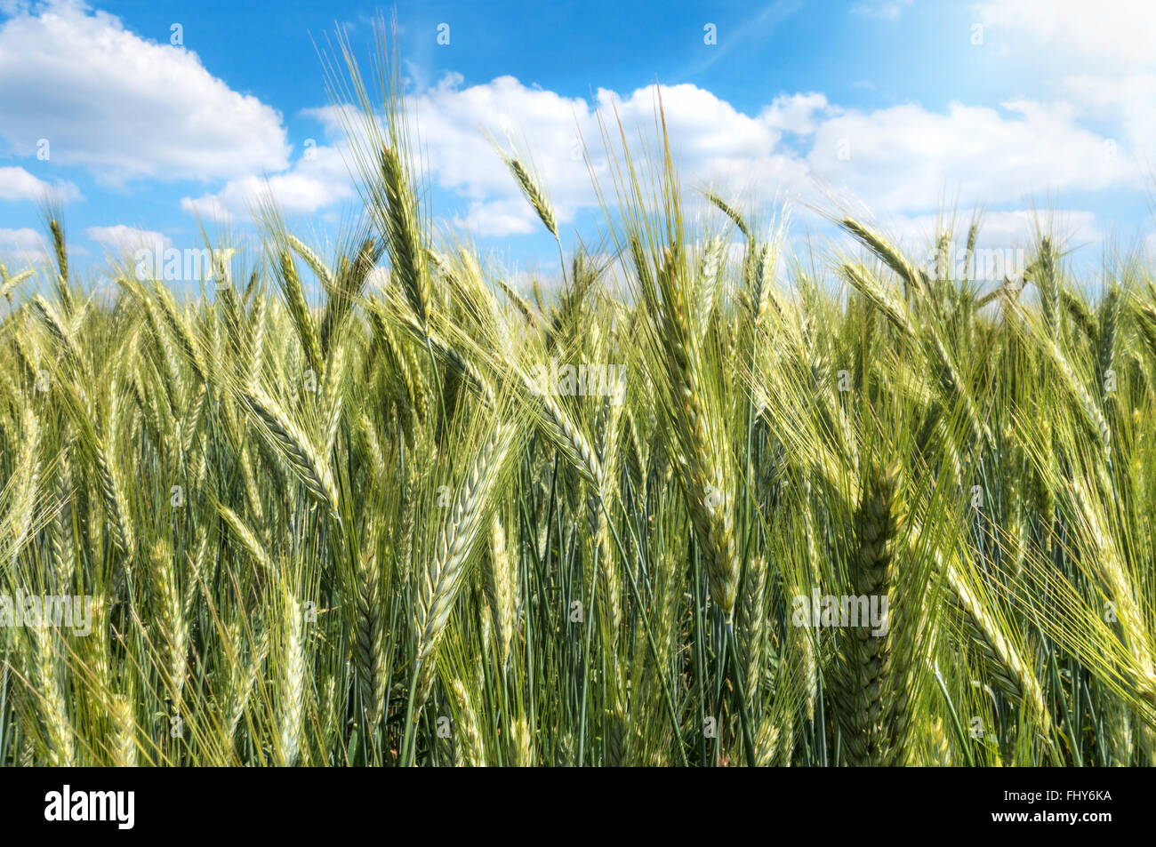 Grüne Gerste in Nahaufnahme in einem Feld gegen die blau-weißen Himmel Stockfoto