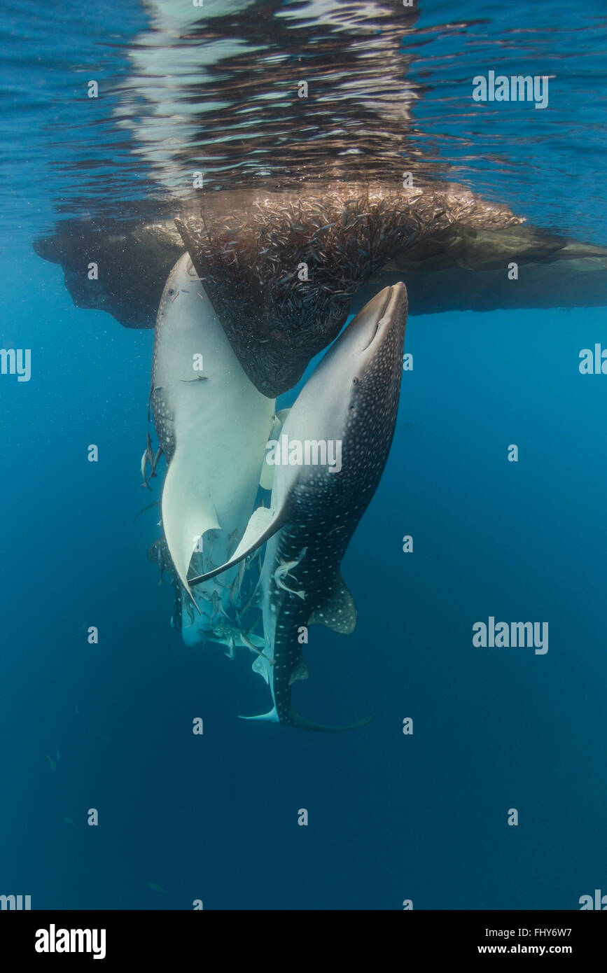 Indonesien, Papua, CenderawasihBucht Walhaie Stockfotografie Alamy