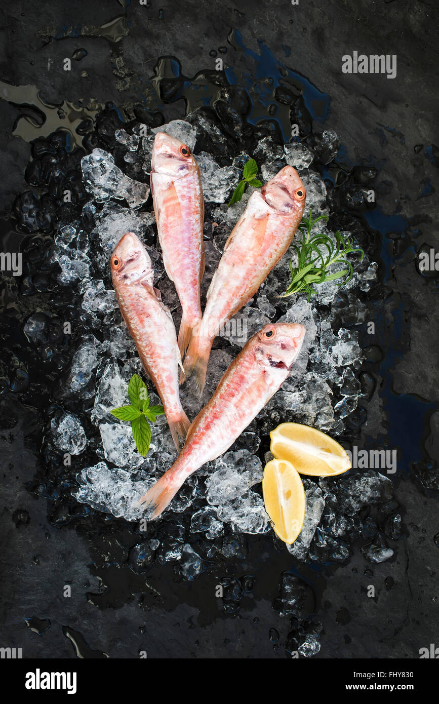 Rote Meerbarbe Rohfisch mit, Zitronenminze und Rosmarin auf abgebrochene Eis über dunklen Stein Hintergrund Draufsicht Stockfoto