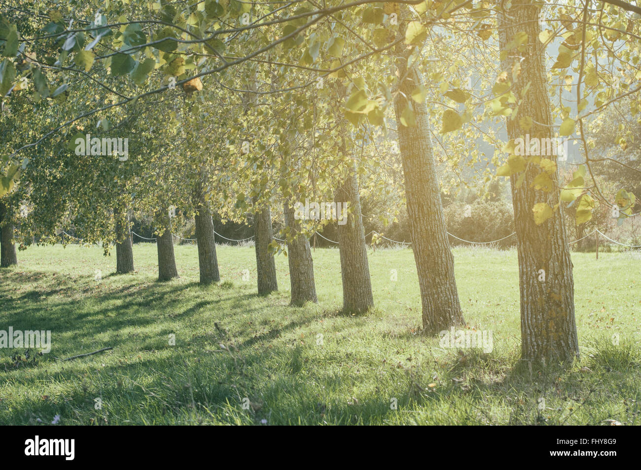 Felder der Bäume in Folge im park Stockfoto