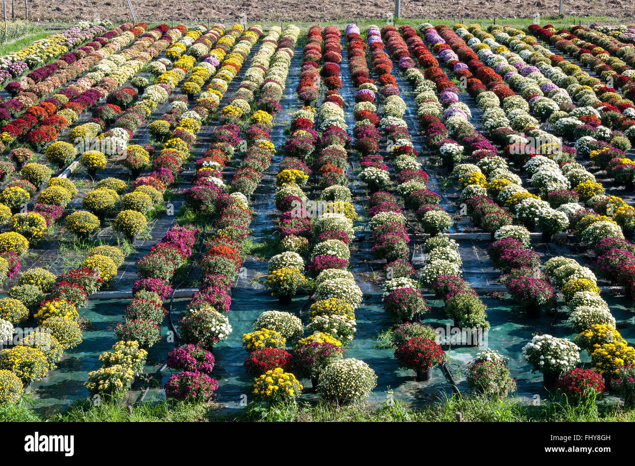 bunte Blumenwiese mit Sonne Stockfoto