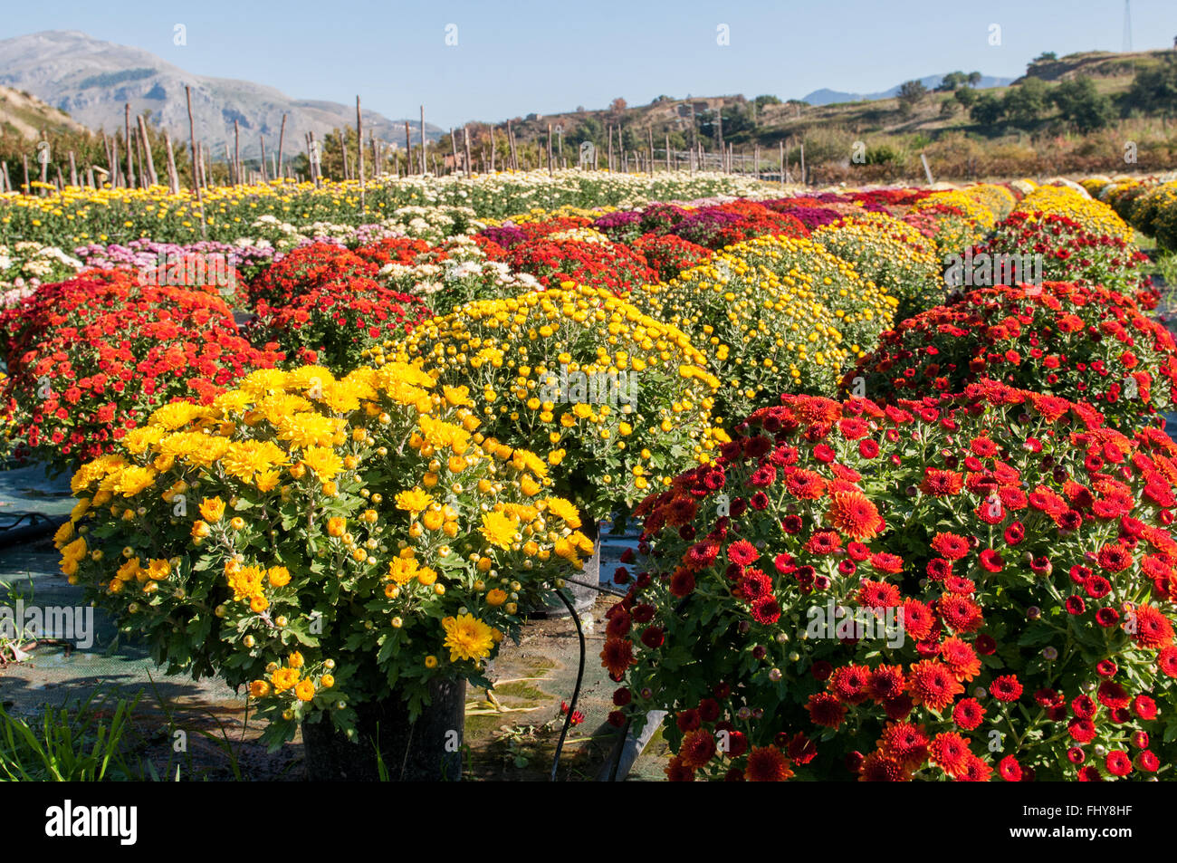 bunte Blumenwiese mit Sonne Stockfoto