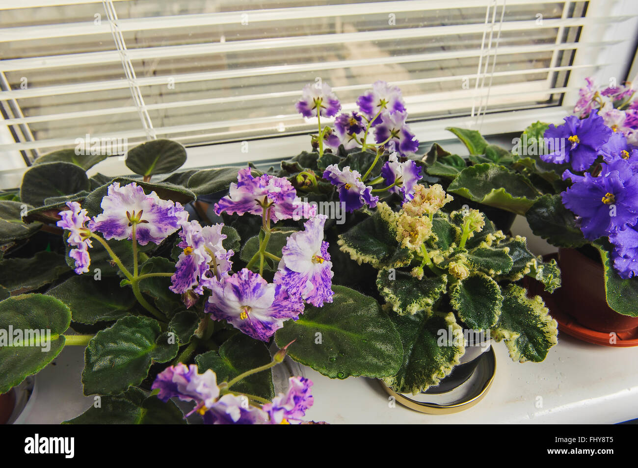 African Violet oder Saintpaulia auf dem Hintergrund der Fenster mit Jalousie, Rollladen, Zimmerpflanzen. Ansicht von oben. Stockfoto