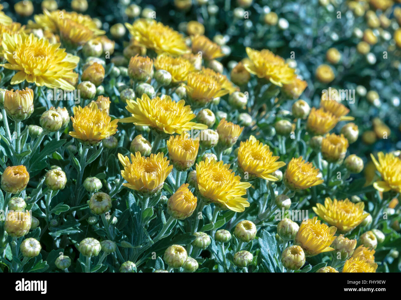 verschiedene bunte Blumenwiese Stockfoto