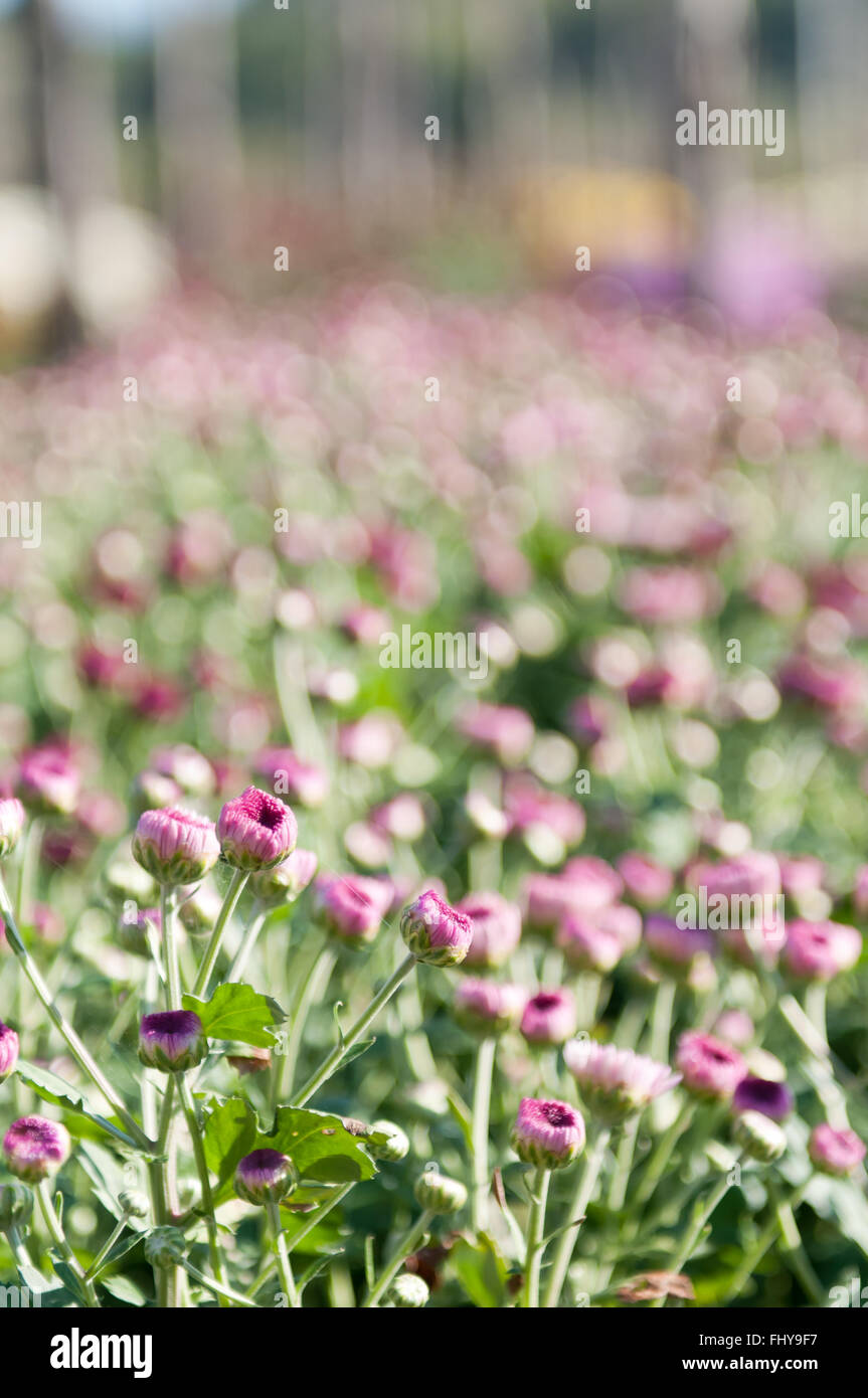 verschiedene bunte Blumenwiese Stockfoto