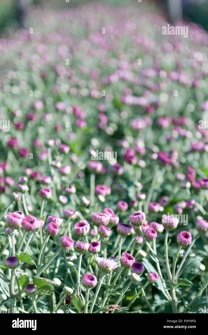 verschiedene bunte Blumenwiese Stockfoto