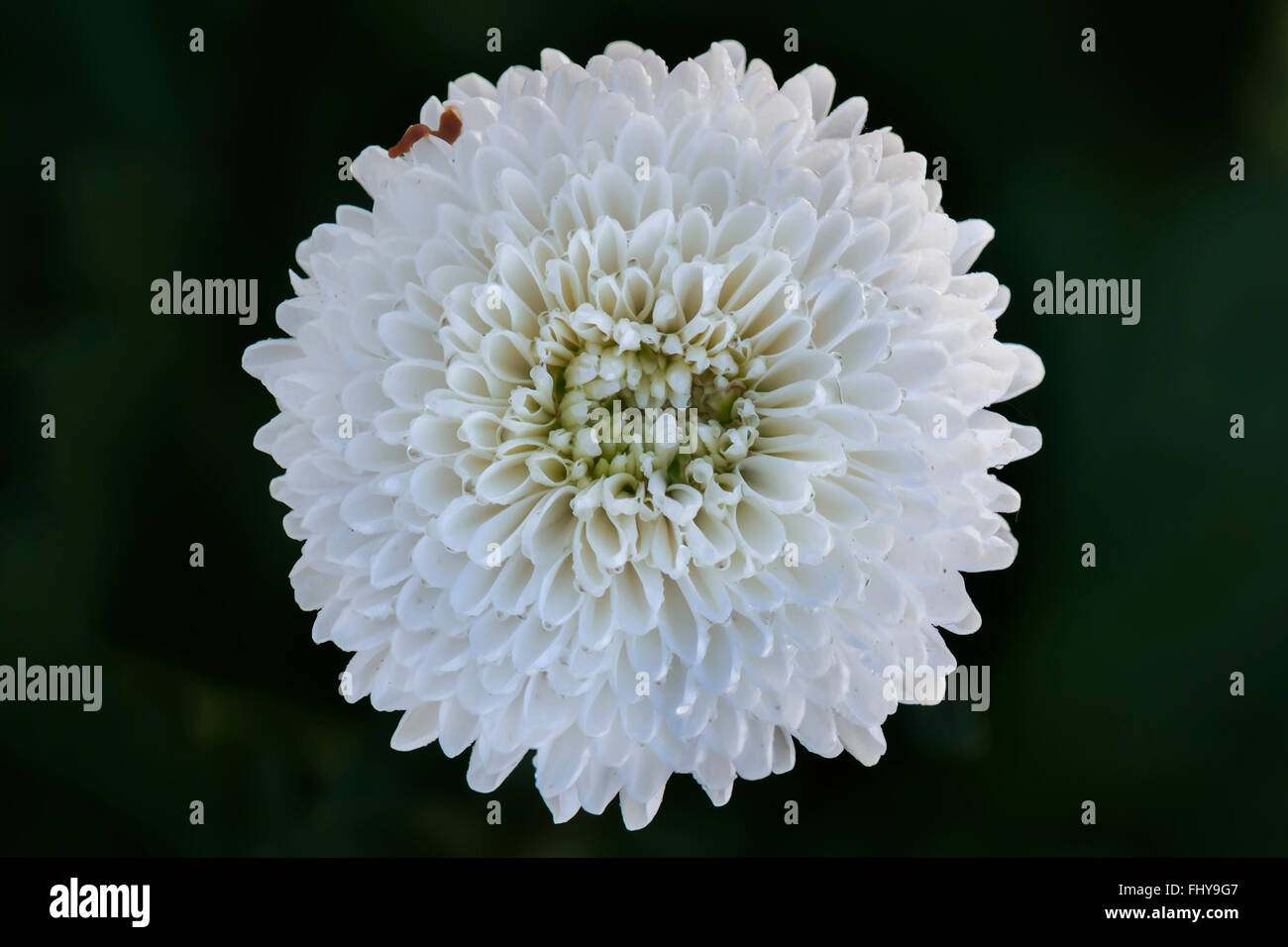 Offene weiße große Blume in Makro Stockfoto