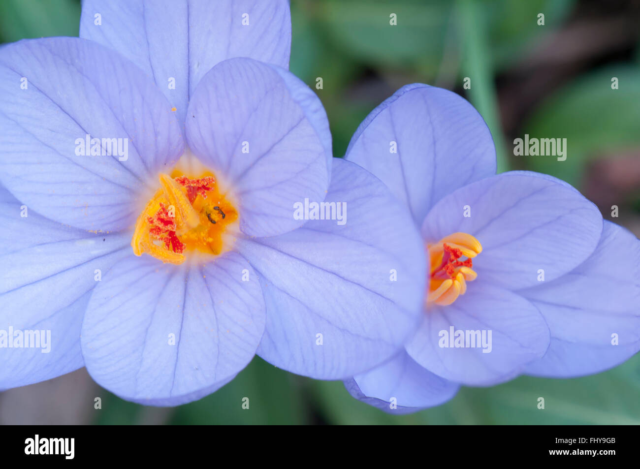zwei violette Blume in Makro Stockfoto