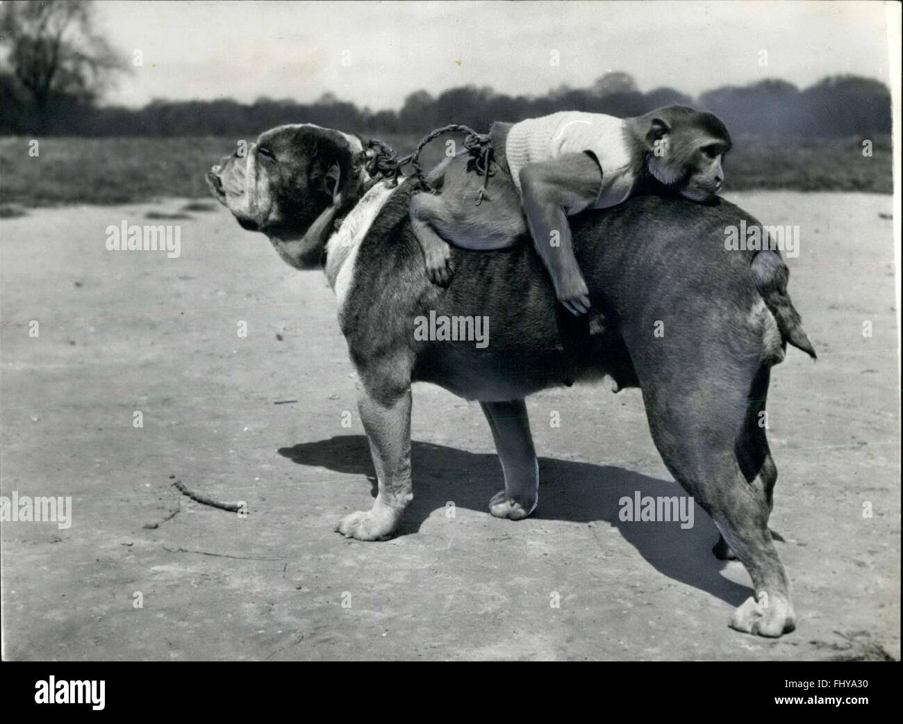 1979 - rocky, pet-Bulldog und Jenny die Rhesus-Affen von Mr. Rogers von Hampstead London. (Kredit-Bild: © Keystone Bilder USA/ZUMAPRESS.com) Stockfoto