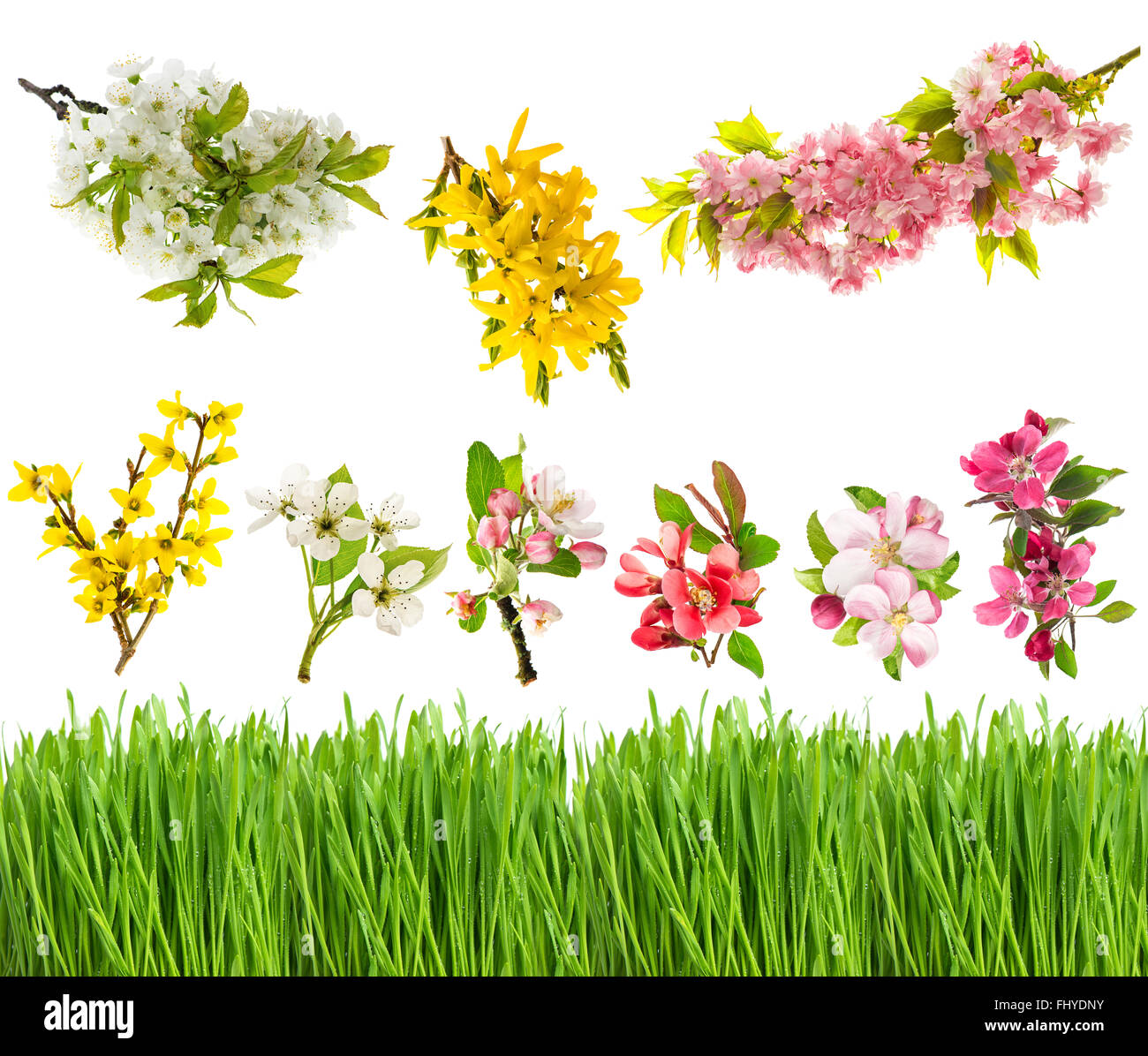 Frühling Blüten und frischen grünen Rasen isoliert auf weißem Hintergrund. Blüten der Forsythien, Kirsche, Apfel und Birne Baum. Groß eingestellt, Stockfoto