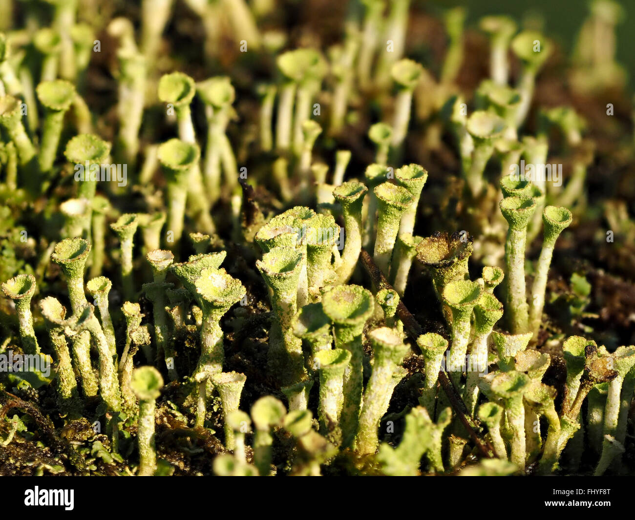 Wald des grauen grauen Pixie Cup Flechten Cladonia Arten zeigen aufrecht fruchttragenden Stiele Stockfoto