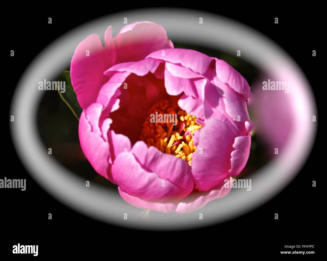 Schöne rosa Blume Öffnung Stockfoto